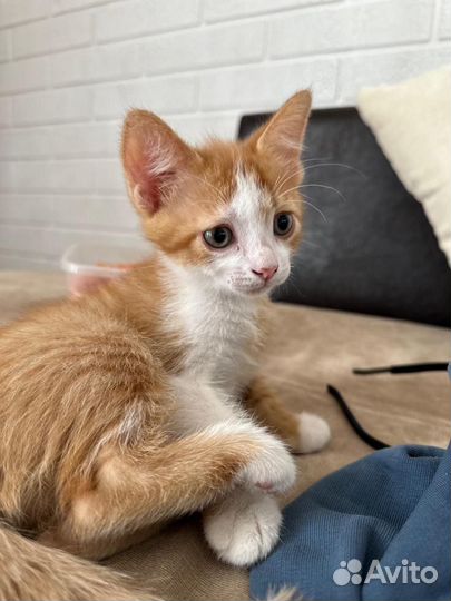 Котята девон-рекс