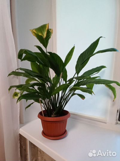 Спатифиллум