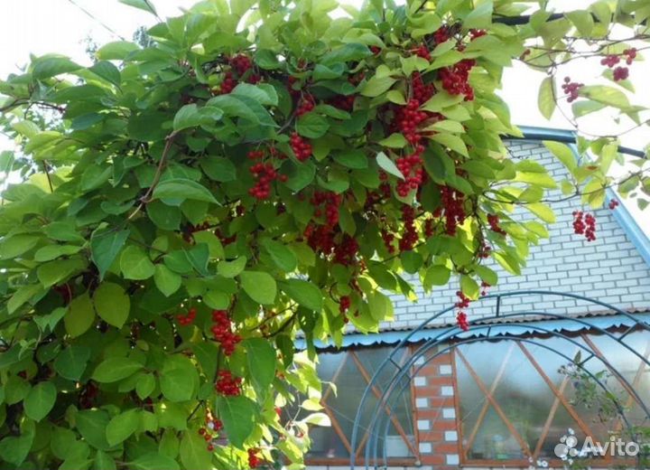 Лимонник саженец