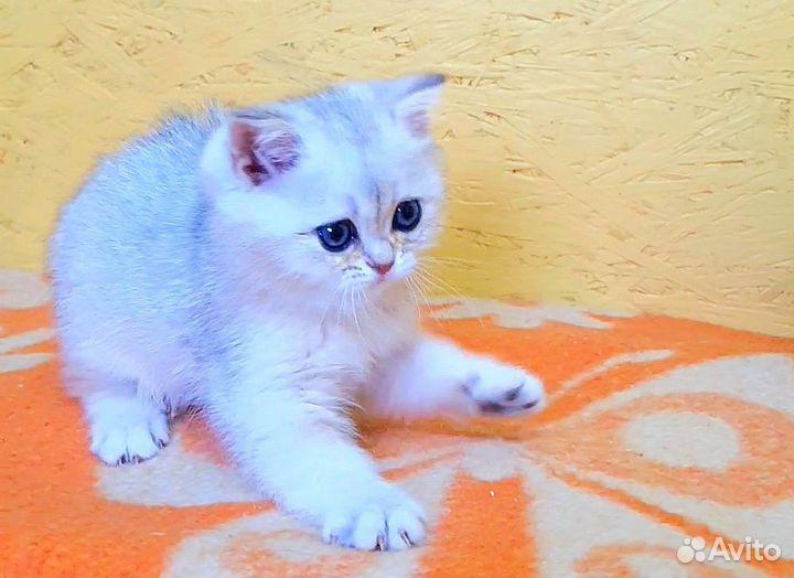 Шотландские котята