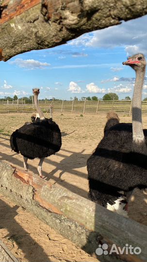 Домашняя птица