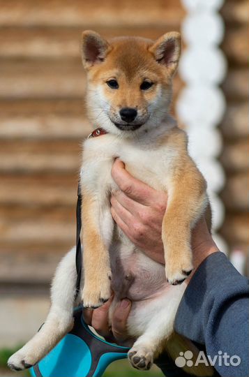 Мальчик Сиба Ину. Рыжий самурай