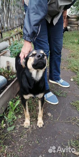 Собаки бесплатно