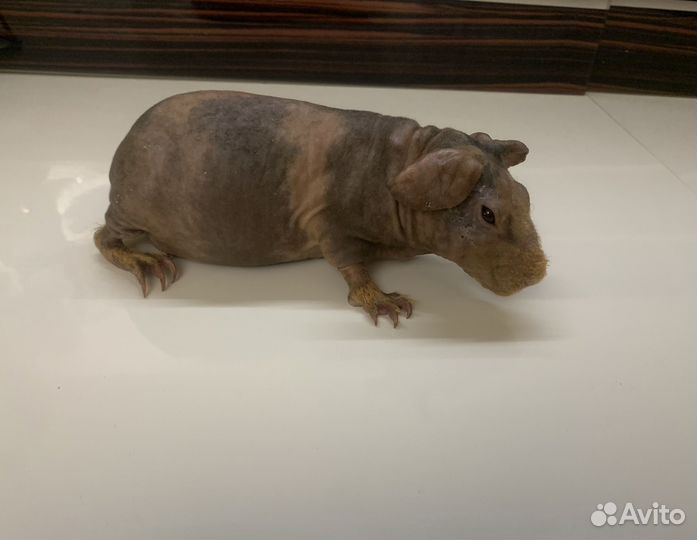 Морские свинки скинни - нарядная милашка