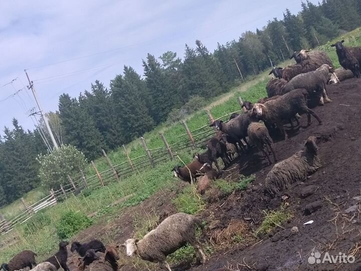 Стадо овец, бараны на мясо