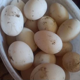 Утиные яйца st5 инкубационные