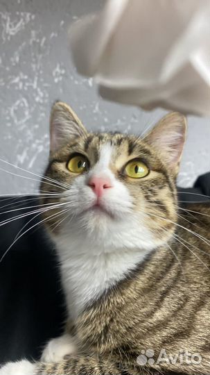 Кошка девочка 5/6 мес