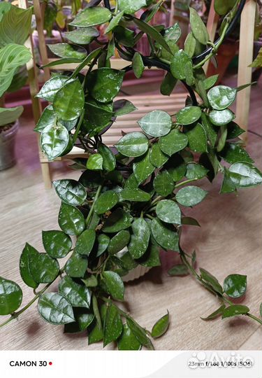 Хойя лакуноза эскимо