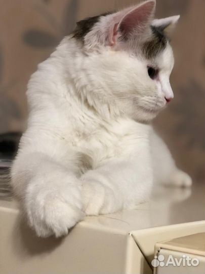 Кошка в дар бесплатно