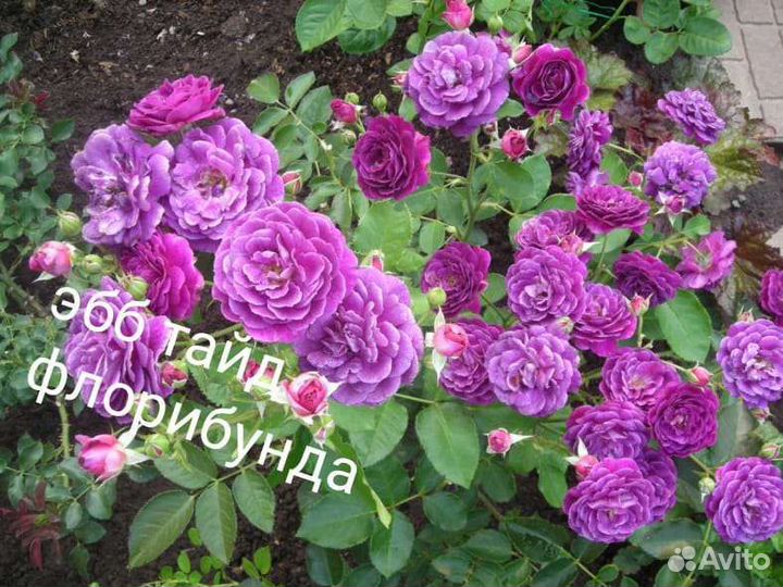 Саженцы роз