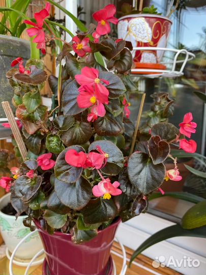 Бегония красная простая и белая махров.вечноцвет