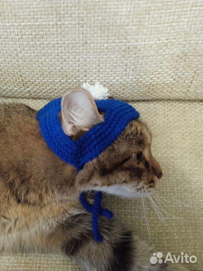 Шапочка для кота