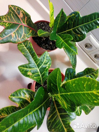 Кодиеум Кротон Экселент