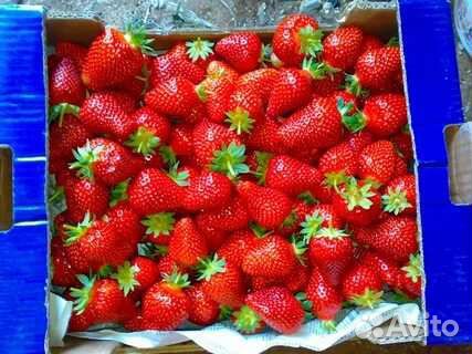 Клубника Азия саженцы усы