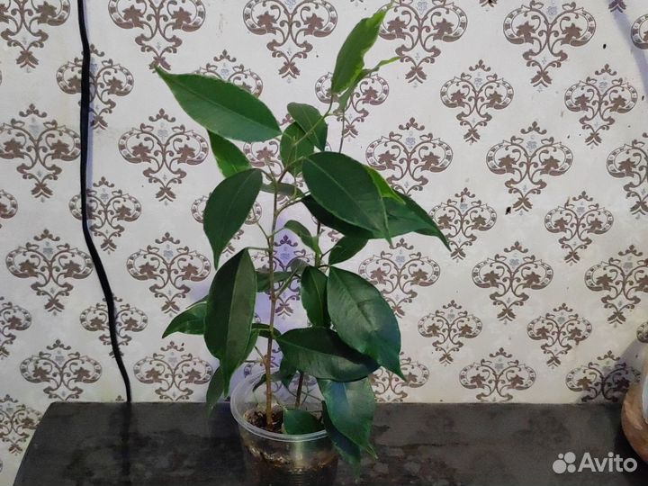 Сансевиерия