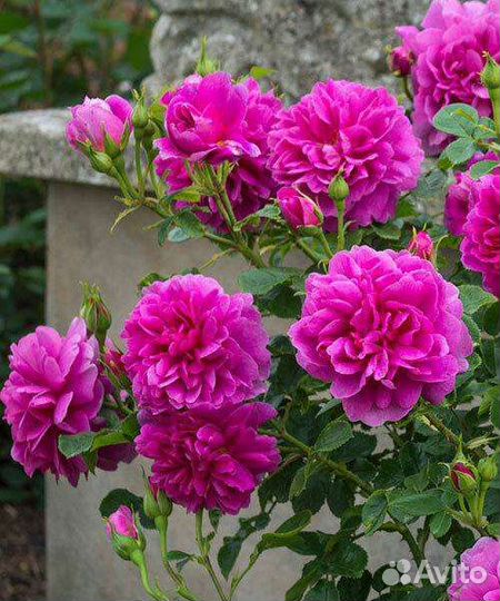 Розы флорибунды