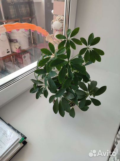 Комнатные цветы