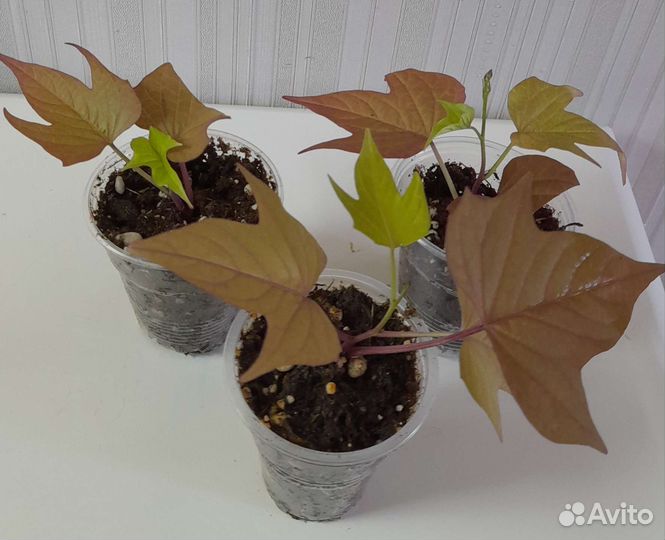 Ипомея, петуния Тайдал