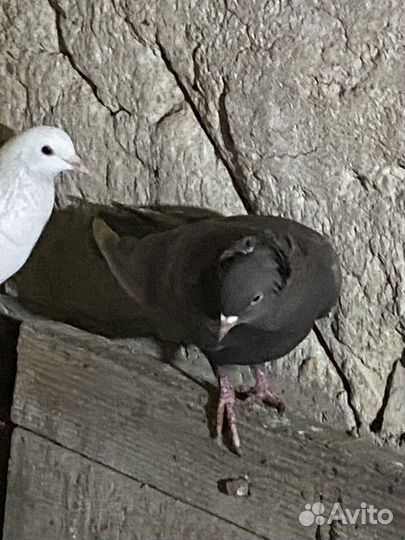 Голуби