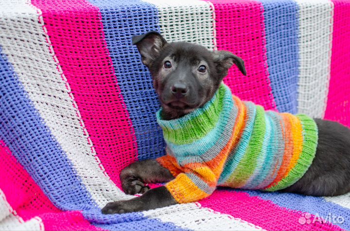 Щенок будет маленьким