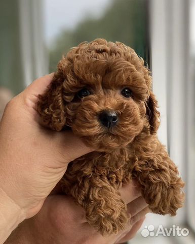 Мальтипу mini