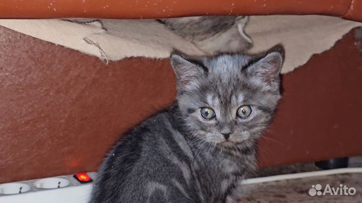 Шотландская кошка