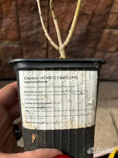 Сирень Агнес Смит