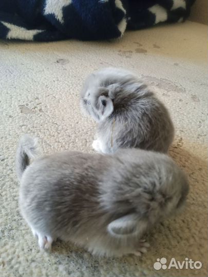 Щенки шиншилл
