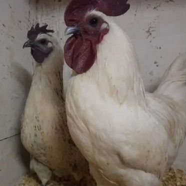 Питух лакенданзи