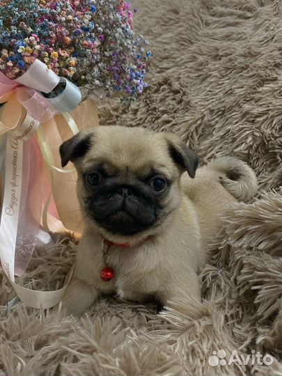 Щенки мопса