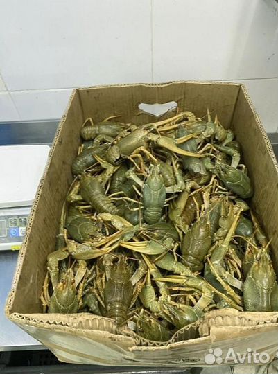 Раки вареные и живые