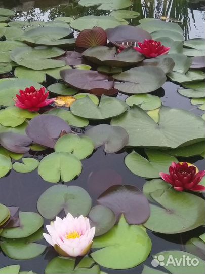 Кувшинки, хосты