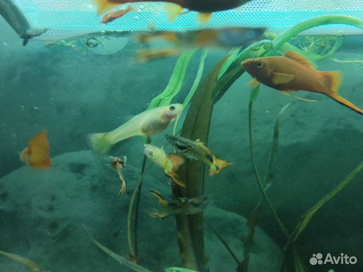 Креветки, мальки гуппи, роголсник, мелании улитки