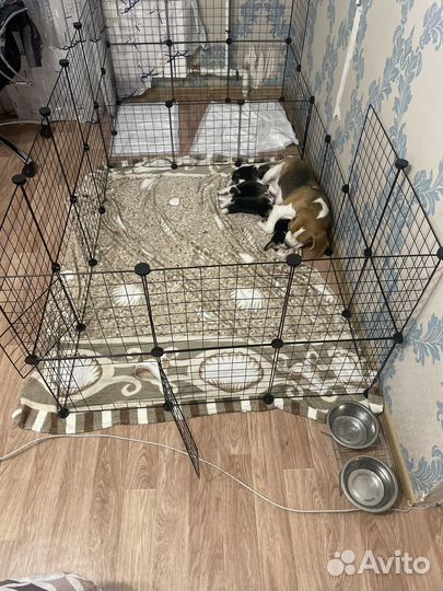 Вольер для собак бу
