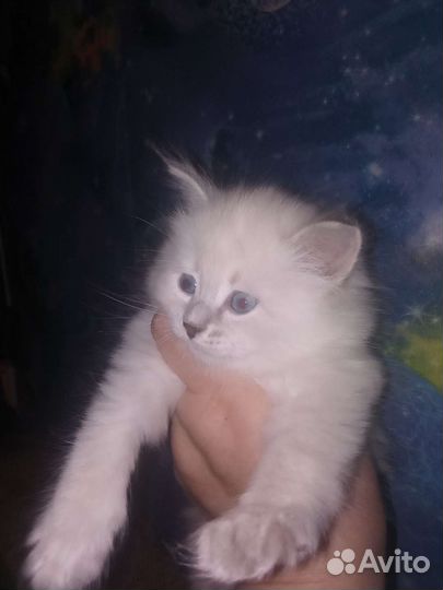 Продам котенка невская маскарадная
