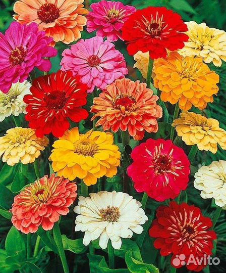 Рассада цветов циния