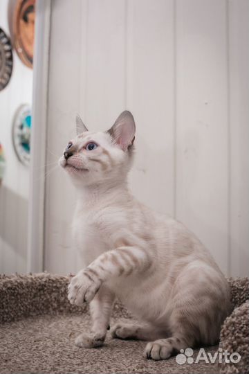 Бенгальские котята линкс