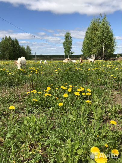 Козье молоко, творог, сыр, яица домашние