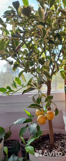 Каламондин вариегатный