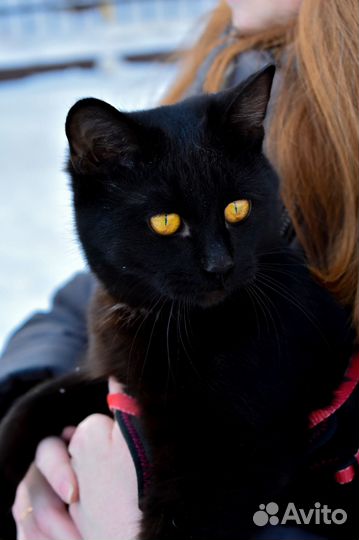 Ищет дом молодой котик