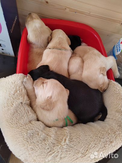 Щенки лабрадора