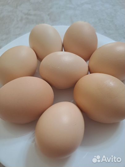 Яйца перепелиные, куриные домашние