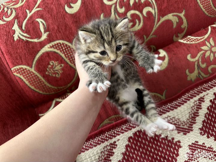 Котята бесплатно