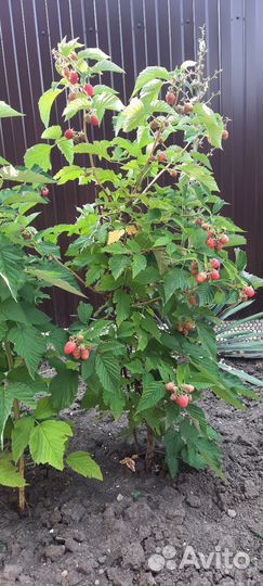 Малиновое дерево