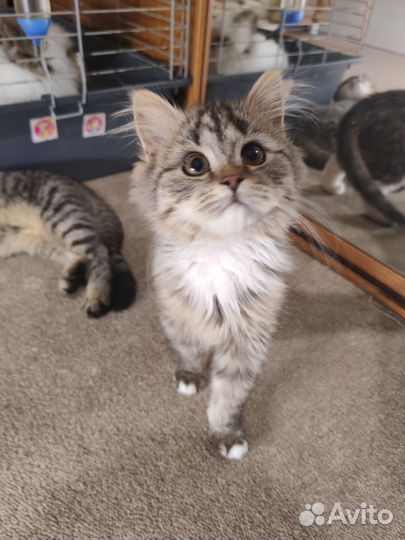 Британские котята