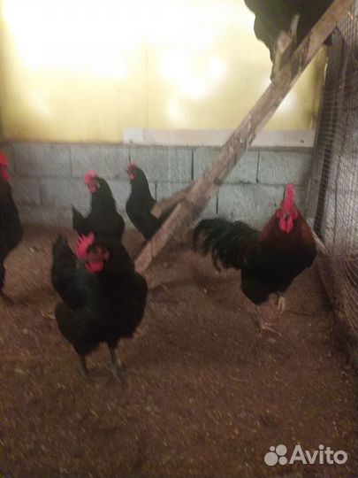 Инкубационное яйцо суточные цыплята