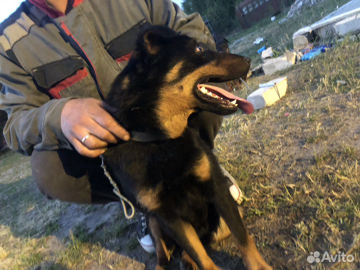 Вязка ягдтерьер