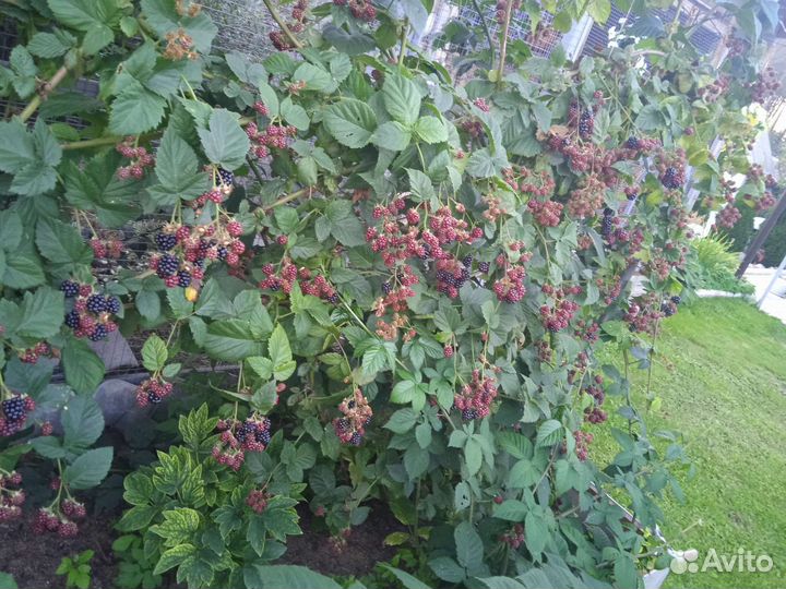 Саженцы ежевики сорт торнфри. С закрытой корневой