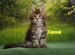 Очаровательные котята мейн-кунята