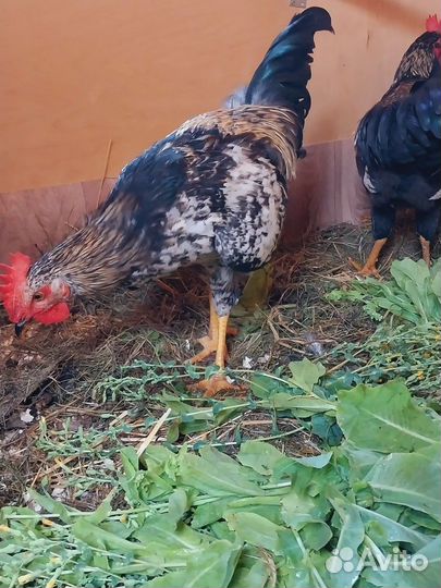 Молодые петухи